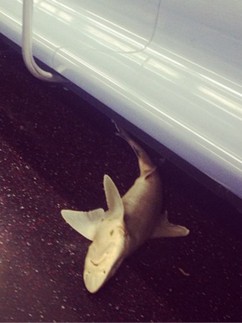 Shark on a train from New York